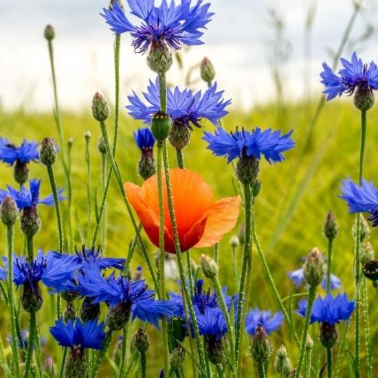 Comment favoriser la biodiversité chez soi ?