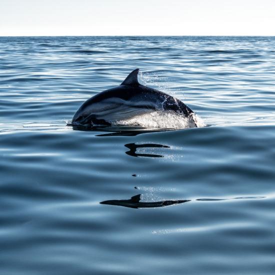 protection-haute-mer-glasseo