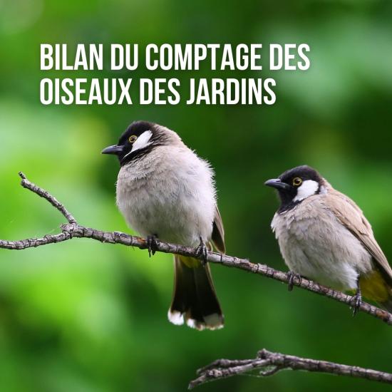 bilan_comptage_oiseaux