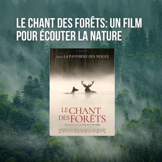 le chant des forêts un film pour écouter la nature