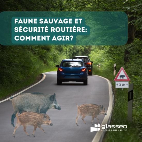 Faune sauvage et sécurité routière comment agir
