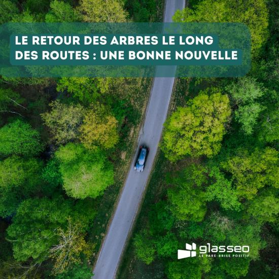 Le retour des arbres le long des routes un atout pour le climat